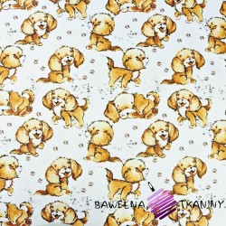 Cotton beige dogs on a white background