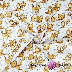 Cotton beige dogs on a white background