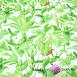liście zielone w dżungli na białym tle - 220cm