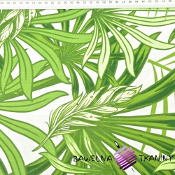 Cotton green palm leaves and monstera on white background