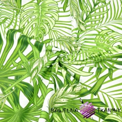 Cotton green palm leaves and monstera on white background