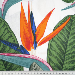 Cotton 100% strelitzia flowers on a white background