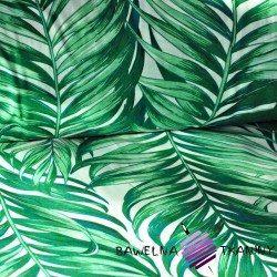 Bawełna liście palmowe zielone na białym tle
