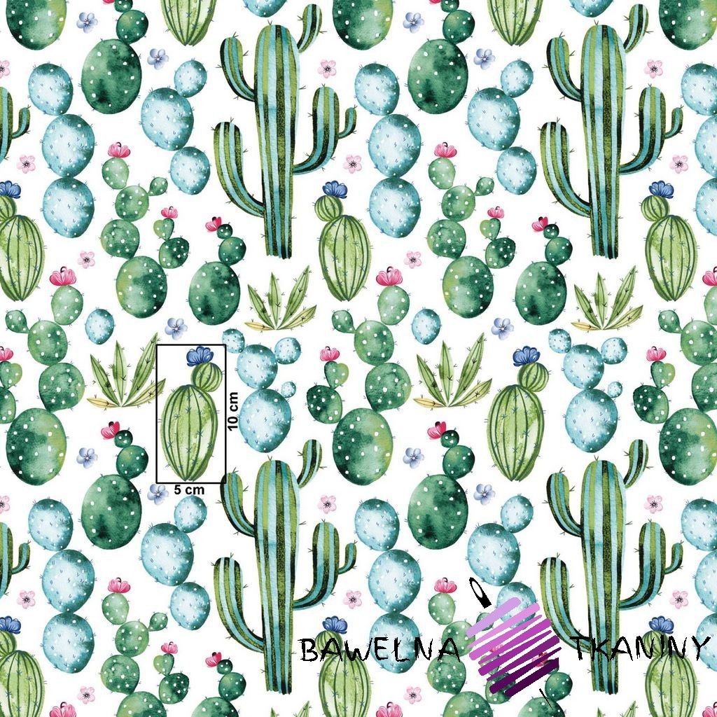 Cotton mexican green cactus on white background