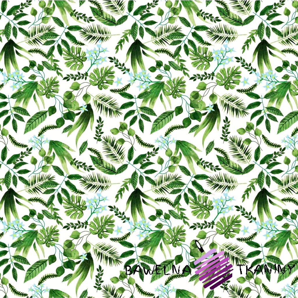Cotton green palm leaves on a white background