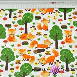 Cotton orange foxes in forest on white background