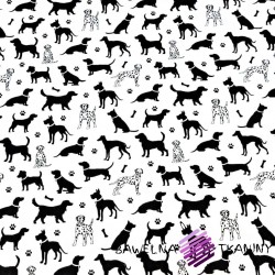 Cotton black dogs on white background