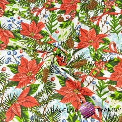 Christmas pattern of poinsettia on a white background