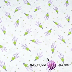 Cotton lavender sprigs on a white background