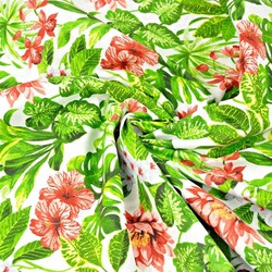 Cotton Red and White Streptocarpus Flowers with Green Leaves