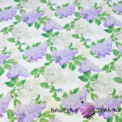 Cotton violet lilac flowers on a white background